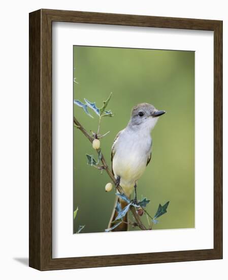 Ash-Throated Flycatcher, Uvalde County, Hill Country, Texas, USA-Rolf Nussbaumer-Framed Photographic Print