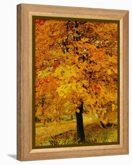 Ash Tree, Autumn Foliage, Peak District National Park, Derbyshire, England, UK, Europe-David Hughes-Framed Premier Image Canvas