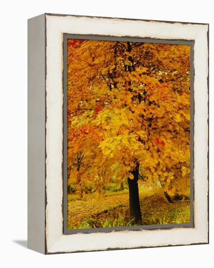 Ash Tree, Autumn Foliage, Peak District National Park, Derbyshire, England, UK, Europe-David Hughes-Framed Premier Image Canvas