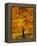 Ash Tree, Autumn Foliage, Peak District National Park, Derbyshire, England, UK, Europe-David Hughes-Framed Premier Image Canvas