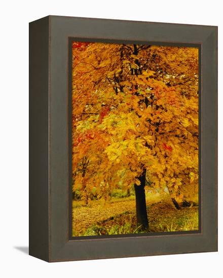 Ash Tree, Autumn Foliage, Peak District National Park, Derbyshire, England, UK, Europe-David Hughes-Framed Premier Image Canvas