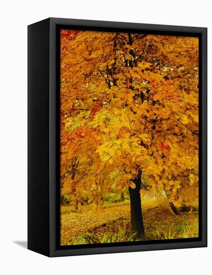 Ash Tree, Autumn Foliage, Peak District National Park, Derbyshire, England, UK, Europe-David Hughes-Framed Premier Image Canvas