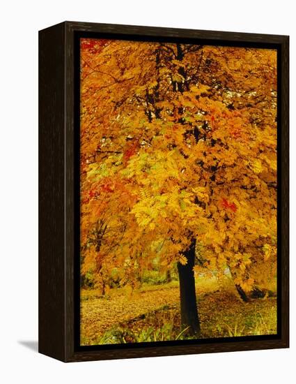 Ash Tree, Autumn Foliage, Peak District National Park, Derbyshire, England, UK, Europe-David Hughes-Framed Premier Image Canvas