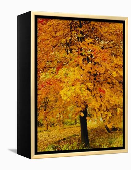 Ash Tree, Autumn Foliage, Peak District National Park, Derbyshire, England, UK, Europe-David Hughes-Framed Premier Image Canvas