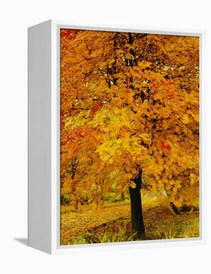 Ash Tree, Autumn Foliage, Peak District National Park, Derbyshire, England, UK, Europe-David Hughes-Framed Premier Image Canvas