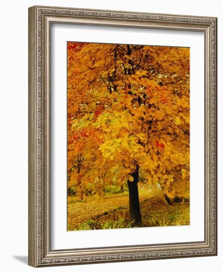 Ash Tree, Autumn Foliage, Peak District National Park, Derbyshire, England, UK, Europe-David Hughes-Framed Photographic Print