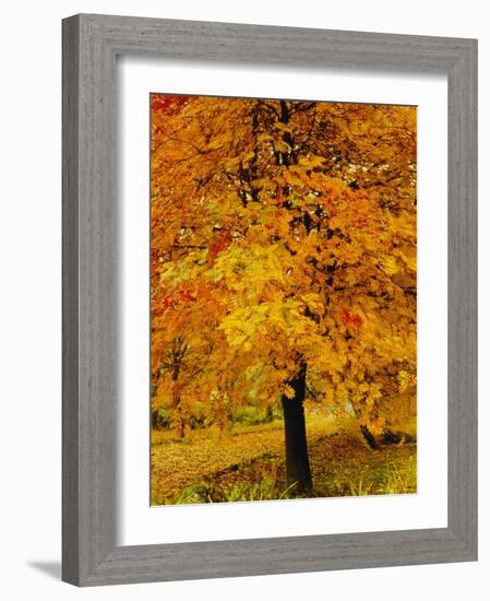 Ash Tree, Autumn Foliage, Peak District National Park, Derbyshire, England, UK, Europe-David Hughes-Framed Photographic Print