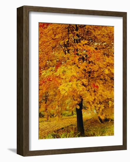 Ash Tree, Autumn Foliage, Peak District National Park, Derbyshire, England, UK, Europe-David Hughes-Framed Photographic Print