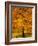 Ash Tree, Autumn Foliage, Peak District National Park, Derbyshire, England, UK, Europe-David Hughes-Framed Photographic Print