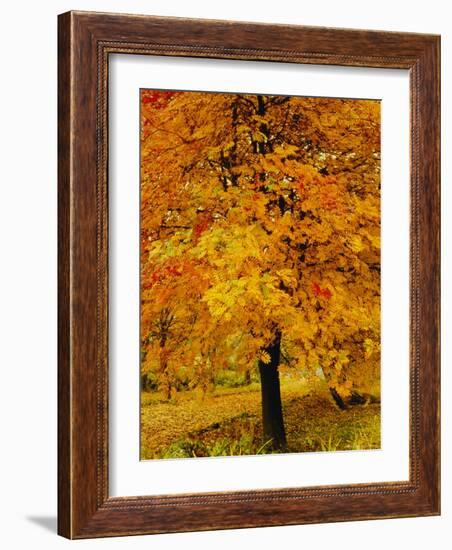 Ash Tree, Autumn Foliage, Peak District National Park, Derbyshire, England, UK, Europe-David Hughes-Framed Photographic Print