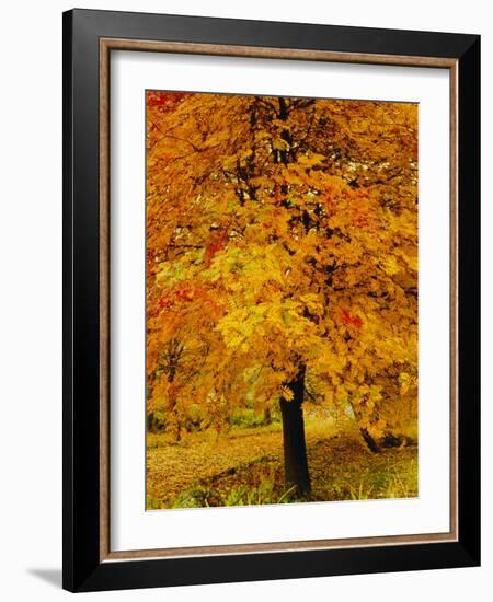 Ash Tree, Autumn Foliage, Peak District National Park, Derbyshire, England, UK, Europe-David Hughes-Framed Photographic Print