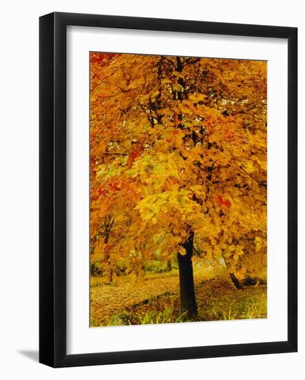 Ash Tree, Autumn Foliage, Peak District National Park, Derbyshire, England, UK, Europe-David Hughes-Framed Photographic Print