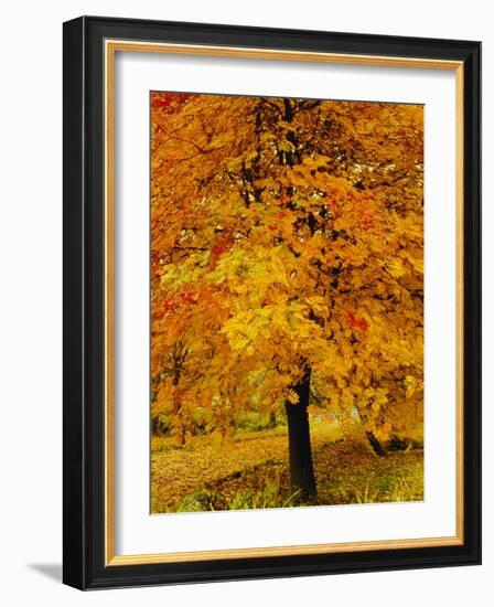 Ash Tree, Autumn Foliage, Peak District National Park, Derbyshire, England, UK, Europe-David Hughes-Framed Photographic Print