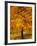 Ash Tree, Autumn Foliage, Peak District National Park, Derbyshire, England, UK, Europe-David Hughes-Framed Photographic Print