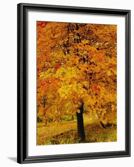 Ash Tree, Autumn Foliage, Peak District National Park, Derbyshire, England, UK, Europe-David Hughes-Framed Photographic Print