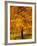 Ash Tree, Autumn Foliage, Peak District National Park, Derbyshire, England, UK, Europe-David Hughes-Framed Photographic Print