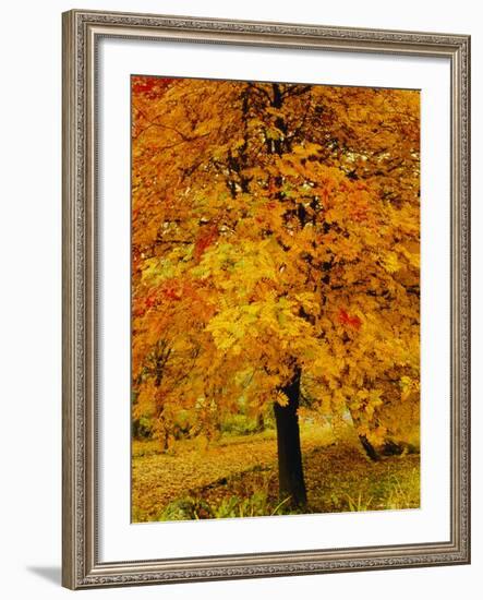 Ash Tree, Autumn Foliage, Peak District National Park, Derbyshire, England, UK, Europe-David Hughes-Framed Photographic Print