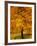 Ash Tree, Autumn Foliage, Peak District National Park, Derbyshire, England, UK, Europe-David Hughes-Framed Photographic Print