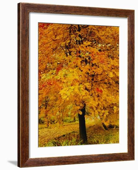 Ash Tree, Autumn Foliage, Peak District National Park, Derbyshire, England, UK, Europe-David Hughes-Framed Photographic Print