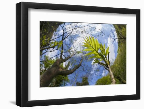 Ash Tree (Fraxinus Excelsior) Fish Eye View Of Newly Emerged Leaves, Derbyshire, UK, May-Alex Hyde-Framed Photographic Print