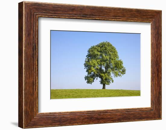 Ash Tree (Fraxinus Excelsior) Growing In A Field-Alex Hyde-Framed Photographic Print