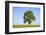 Ash Tree (Fraxinus Excelsior) Growing In A Field-Alex Hyde-Framed Photographic Print