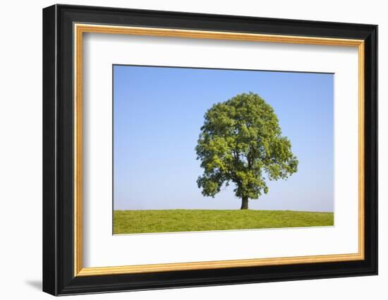 Ash Tree (Fraxinus Excelsior) Growing In A Field-Alex Hyde-Framed Photographic Print