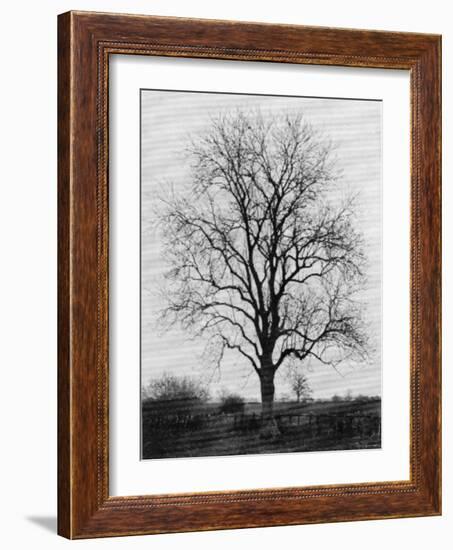 Ash Tree in Great Britain During Winter Season-null-Framed Photographic Print