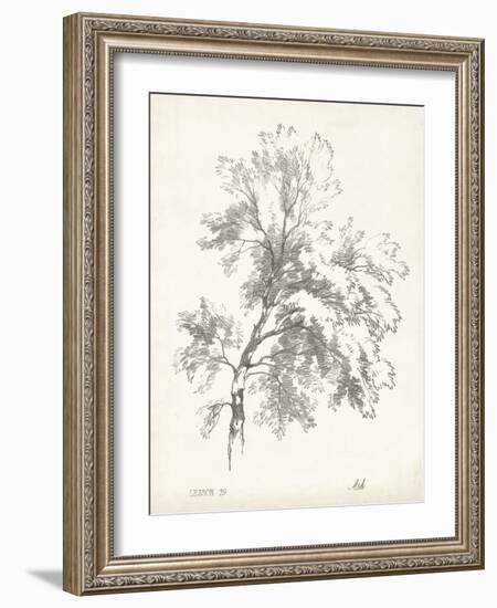 Ash Tree Study-null-Framed Art Print