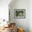 Ash Tree-Donald Paulson-Framed Giclee Print displayed on a wall