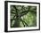 Ash Tree-Donald Paulson-Framed Giclee Print