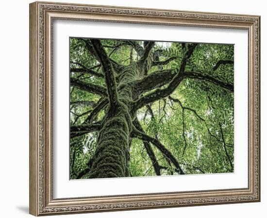 Ash Tree-Donald Paulson-Framed Giclee Print