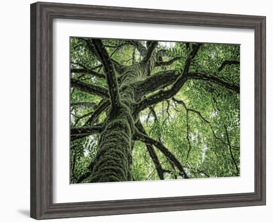 Ash Tree-Donald Paulson-Framed Giclee Print