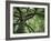 Ash Tree-Donald Paulson-Framed Giclee Print