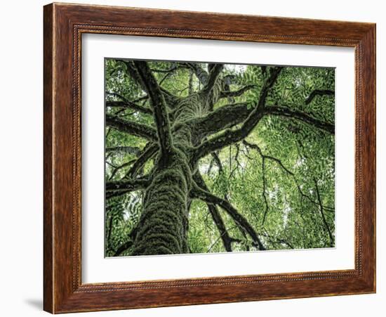 Ash Tree-Donald Paulson-Framed Giclee Print