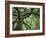 Ash Tree-Donald Paulson-Framed Giclee Print