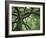 Ash Tree-Donald Paulson-Framed Giclee Print