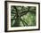 Ash Tree-Donald Paulson-Framed Giclee Print