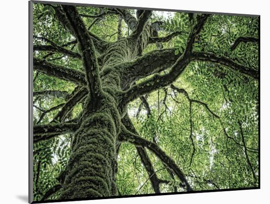 Ash Tree-Donald Paulson-Mounted Giclee Print