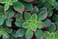 Miniature Succulent Plants-asharkyu-Premier Image Canvas