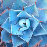 Sharp Pointed Agave Plant Leaves-asharkyu-Framed Photographic Print