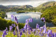 Bluebells on Loughrigg terrace, Lake District, UK.-Ashley Cooper-Photographic Print