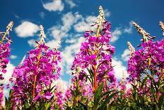 Rose bay willowherb flowering in the Lyth Valley, England-Ashley Cooper-Photographic Print