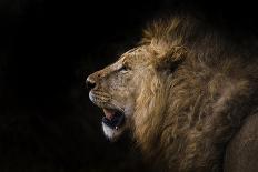 African lion in shadow (Leo panthera), Ngorongoro Crater, Tanzania, East Africa, Africa-Ashley Morgan-Photographic Print