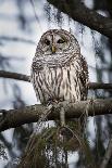 Barred owl on perch, United States of America, North America-Ashley Morgan-Photographic Print