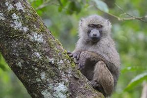 Juvenile olive baboon sitting in tree, Arusha National Park, Tanzania, East Africa, Africa by Ashley Morgan