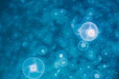Moon jellyfish bloom (Aurelia aurita), Prince William Sound, Alaska, United States of America, Nort-Ashley Morgan-Photographic Print