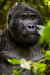 Mountain gorilla (Gorilla beringei beringei), Bwindi Impenetrable Forest, Uganda, Africa-Ashley Morgan-Photographic Print