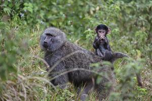 Olive baboon with baby on back (Papio anubis), Arusha National Park, Tanzania, East Africa, Africa by Ashley Morgan