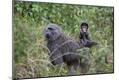 Photographic Print
